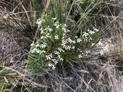 Zieria laxiflora