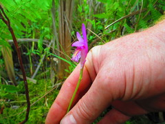 Arethusa bulbosa