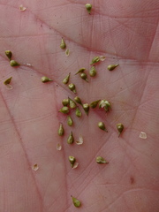 Carex wiegandii