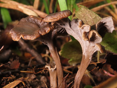 Craterellus cinereus