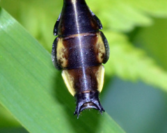 Gomphurus ventricosus