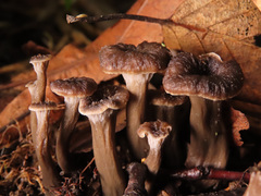 Craterellus cinereus