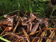 Craterellus cinereus