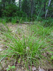 Carex wiegandii