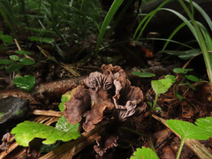 Craterellus cinereus