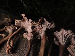Craterellus cinereus
