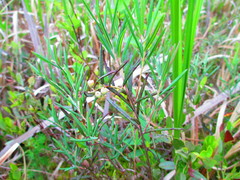 Andromeda polifolia glaucophylla