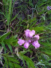 Penstemon gracilis gracilis