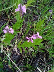Penstemon gracilis gracilis