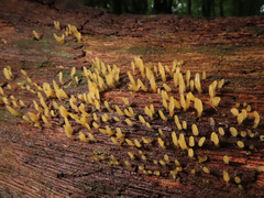 Calocera glossoides