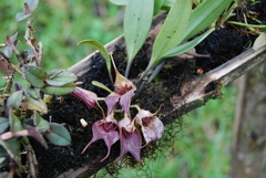 Masdevallia angulata
