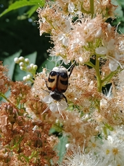 Trichius fasciatus