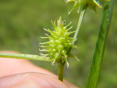 Carex cryptolepis