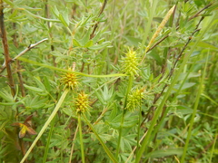 Carex cryptolepis