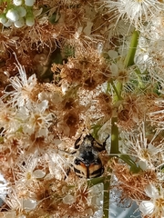 Trichius fasciatus