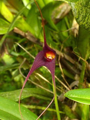 Masdevallia cucullata