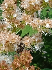 Trichius fasciatus