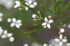 Zieria laxiflora