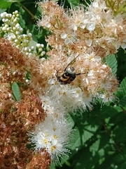 Trichius fasciatus