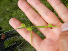 Carex cryptolepis