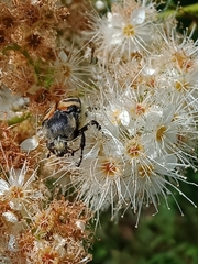 Trichius fasciatus