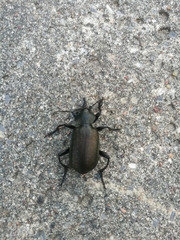 Calosoma auropunctatum