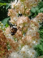 Trichius fasciatus