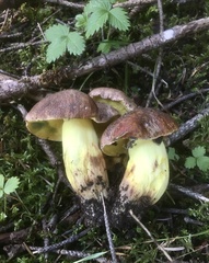 Butyriboletus appendiculatus