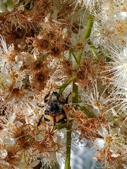 Trichius fasciatus
