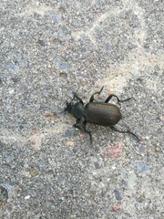 Calosoma auropunctatum