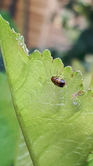 Cryptocephalus pusillus