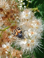 Trichius fasciatus