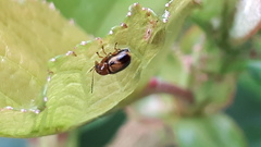 Cryptocephalus pusillus