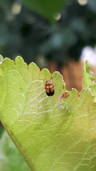 Cryptocephalus pusillus
