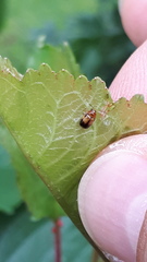 Cryptocephalus pusillus