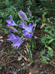 Triteleia