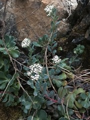 Sedum laxum