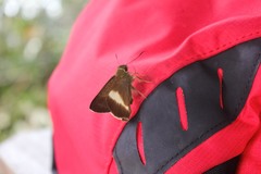 Hasora borneensis