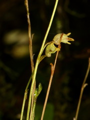 Masdevallia delphina