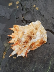Maja brachydactyla