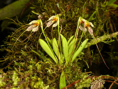 Masdevallia picturata