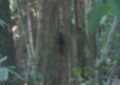 Microsciurus alfari
