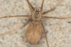 Pholcus ponticus