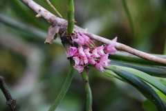 Maxillaria aggregata