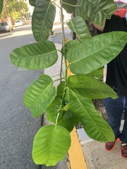 Ficus citrifolia