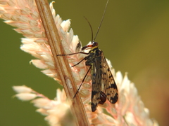 Panorpa meridionalis