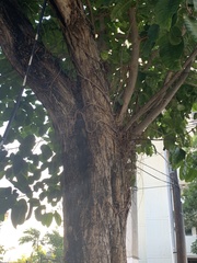 Ficus citrifolia