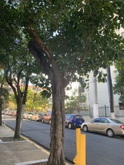 Ficus citrifolia