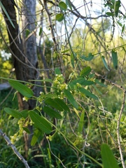 Cocculus diversifolius