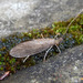 Brachycentrus - Photo (c) gailhampshire, alguns direitos reservados (CC BY)